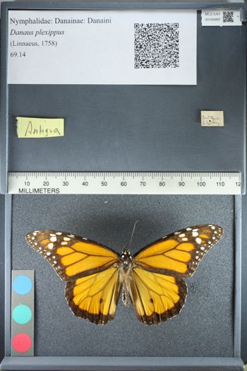 Media type: image;   Entomology 164997